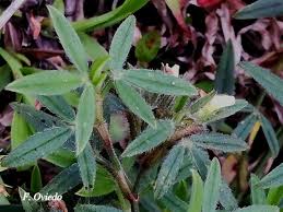 Image result for Stylosanthes guianensis