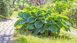 Die klassischen nadelbäume im garten sind fichten, tannen oder kiefern. Die 10 Attraktivsten Blattschmuckpflanzen Garten Diybook De