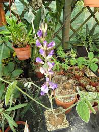 Image result for Stathmostelma gigantiflorum