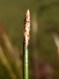 Image result for Eleocharis acutangula