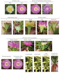 Image result for Carpobrotus
