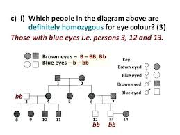 Hair Colour Genetics Calculator