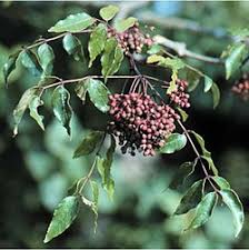 Image result for Zanthoxylum chalybeum