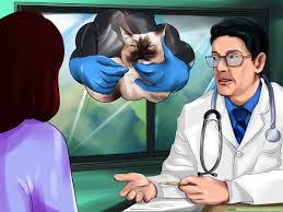 Ragdoll cat breeders located in ohio, east of cincinnati ohio, south of columbus ohio and a short days ride from cleveland ohio, indiana and kentucky. How To Identify A Ragdoll Cat 10 Steps With Pictures Wikihow Pet