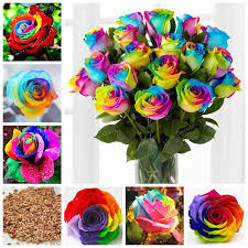 I include my phone number with the down load and am happy to walk you through making the scarf pictured above. 100 Bonsai Pack Rainbow Rose Bonsai Rare Holland Flower Rainbow Rose Flower Bonsai Beautiful Rose Bonsai Plants For Home Garden Buy At The Price Of 0 35 In Aliexpress Com Imall Com