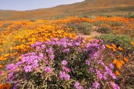 Image result for Osyris compressa