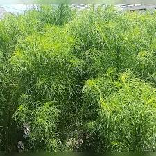 Daun tanamancemara memiliki daun majemuk, berwarna hijau, memiliki bentuk seperti kipas,dan terdapat jarum jarum yang tumpul. Cemara Balon Casuarina Sp Tanaman Hias Yang Mudah Ditanam