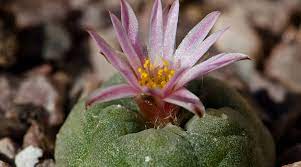 What is a cactus hallucinogen? The Dangers Of Teen Peyote Use Newport Academy