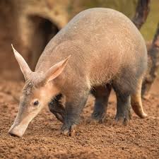 Aardvark Looks Like A Pig Weird Animals Mammals South African Animals