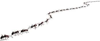 Fairbanks, fairbanks, ak 99707 contacts. Bug Pro Pest Control Pest Control Service Fairbanks Alaska Facebook 8 Photos