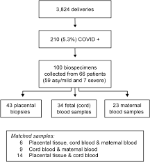 Am j obstet gynecol 2021. Placental Response To Maternal Sars Cov 2 Infection Scientific Reports