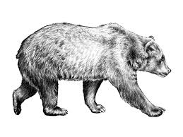 The life cycle of the wild pheasant can be broken into four stages which correlate to the seasons. Wildlife Guide National Wildlife Federation