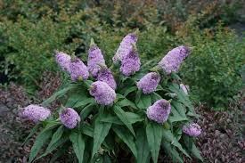 Usda agricultural research service, usda plant hardiness zone map, u.s. New 2019 Perennials Shrubs The Best New Plants For 2019 Gardening From House To Home