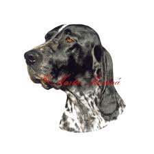 Image result for auvergneský ohař