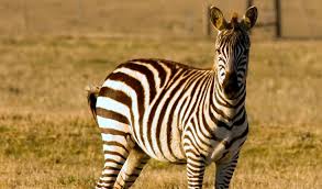 We don't want you bungling into the jungle unprepared. Zebras Facts Diet Habitat Information