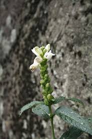 Image result for Blotiella glabra