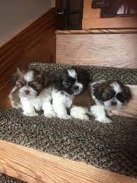 Shih Tzu Puppies For Sale Jacksonville Fl 247068