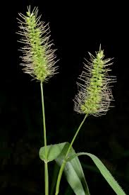 Image result for Setaria lindenbergiana