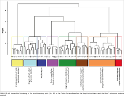 Image result for Oxygonum buchananii