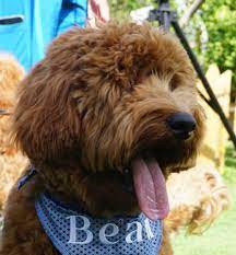 Look at pictures of labradoodle puppies in florida who need a home. Seaspray Australian Labradoodles Labradoodle Puppy Labradoodle Tampa Bay Australi Australian Labradoodle Puppies Labradoodle Puppy Labradoodle Breeders