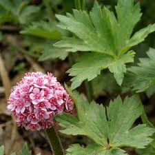 Check spelling or type a new query. Darmera Peltata Paddock Plants Buy Online Uk