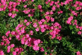 Image result for Verbena × hybrida