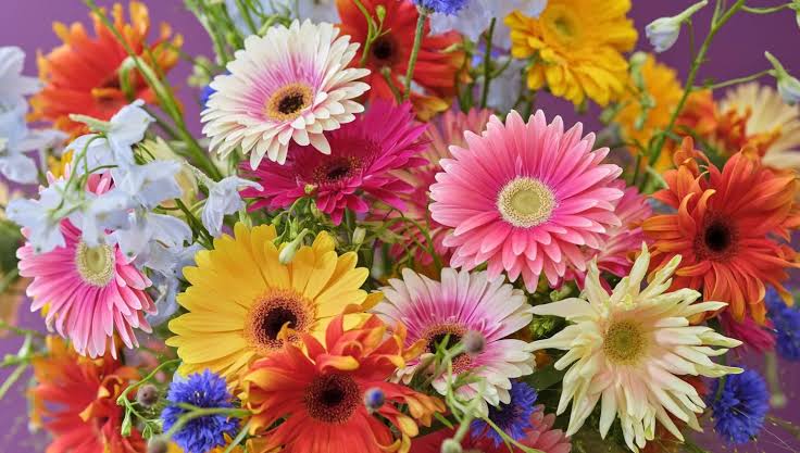 Gerbera: the surprising Valentine's flower that wins hearts - Coloured by Gerbera