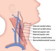Proximally, at the level of the anterior border of the trapezius muscle, the veins generally run separate from the arteries. Are The Jugular Vein And Carotid Artery Present On Both Sides Of The Neck Or Is One On The Left Side And The Other On The Right Socratic