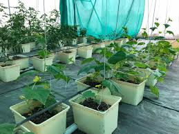 Maybe you would like to learn more about one of these? How To Set Up A Simple Dutch Bucket Growing System Citygreens Hydroponics