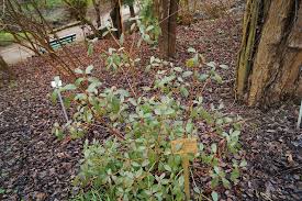 Botanischer Garten Berlin Dahlem Familia Ericaceae Juss S Flickr