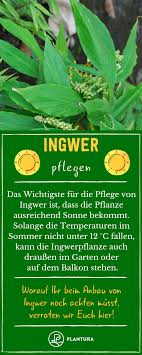 Als pflanzgut für den ingweranbau im garten, gewächshaus oder hochbeet eignen sich selbst vorgezogene oder gekaufte jungpflanzen. Die Besten Tipps Zum Ingwer Anbau Ingwerpflanze Pflanzen Anbau