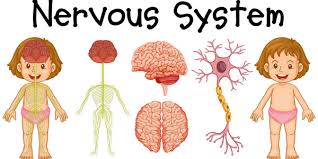The central nervous system (cns) is the largest part of the nervous system. Autonomic Nervous System Response To Speech Production In Stuttering And Normally Fluent Preschool Age Children Journal Of Speech Language And Hearing Research