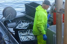 Maybe you would like to learn more about one of these? The Chatham Municipal Fish Pier 10 Million Pounds Of Fish Cape Cod Wave