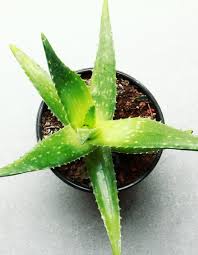 Image result for Aloe carnea