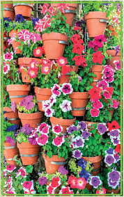 Bu, oyunu tamamlamanıza yardımcı olabilecek codycross yazın pek çok evde yetiştirilen çiçek cevaplı sayfadır. Kahkaha Cicegi Bakimi Nasil Yapilir Kahkaha Cicegi Petunya Evim