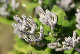 Image result for Tetradenia