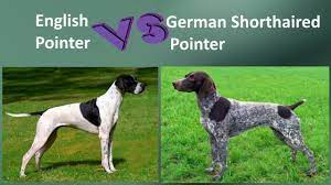 German shorthaired pointers get along with other dogs but may have a high prey instinct with cats or other pets, which can be overcome by training and socializing the dog when young. English Pointer Vs German Shorthaired Pointer Breed Comparison Youtube
