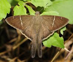 Black And White Striped Butterfly With Long Tail Teleus Longtail Urbanus Teleus Colorful Moths Moth Vintage Butterfly