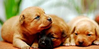 Dreams about puppies got to be positive, right? What Does It Mean When You Dream About Puppies Puppies Dream Meanings Labrador Retriever