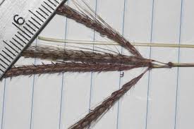 Image result for Dichanthium annulatum