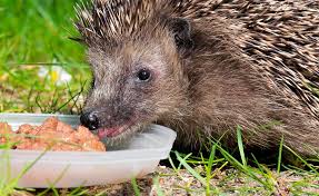 Bauanleitung Ein Futterhaus Fur Igel Igel Futtern Igel Im Garten Futterhaus