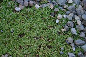 Check spelling or type a new query. Mentha Requienii Corsican Mint