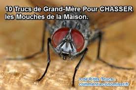 10 Trucs De Grand Mere Pour Chasser Les Mouches De La Maison Chasser Les Mouches