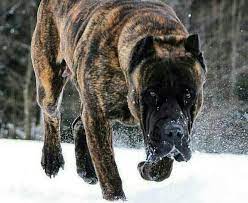 The Top 10 World S Most Dangerous Dog Breeds 2022 Pictures