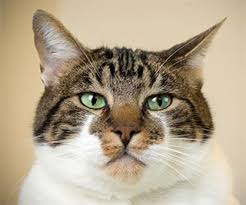 1.2 can cats detect cancer in humans? Center For Companion Animal Health Ccah Information Impacts