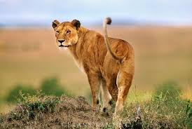 00 (34) 91 701 40 90. Leonas Animal News