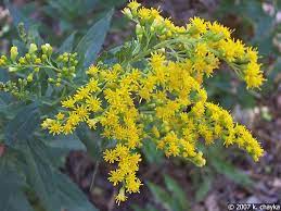 Solidago Canadensis Canada Goldenrod Minnesota Wildflowers Goldenrod Wild Flowers Canadensis