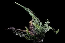 Image result for Lellingeria oosora