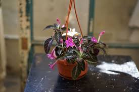 Image result for Ruellia makoyana