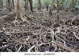 Image result for Xylocarpus